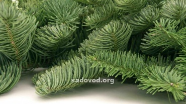 ����� ����� ������� 5 ��