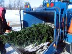 "Демонтаж и вывоз новогоднего дерева. Фото" в интернет магазине Садовод.орг